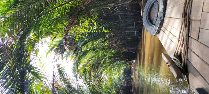 Boot varend door tropische rivieren omzoomd met palmbomen.