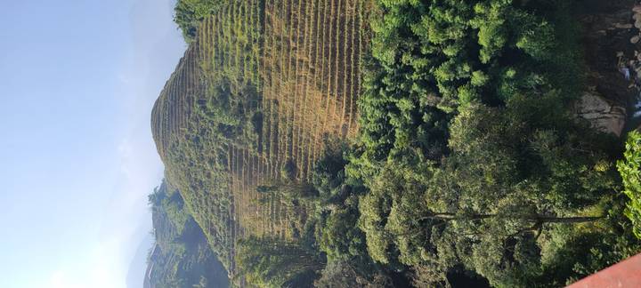 Groene terrasvormige heuvel met weelderige begroeiing.
