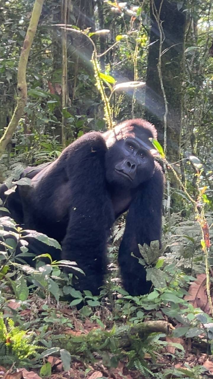 Gorille au sol dans une clairière de forêt.