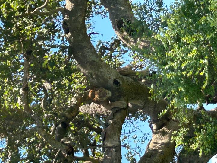 Lionne se reposant sur une branche d'arbre.