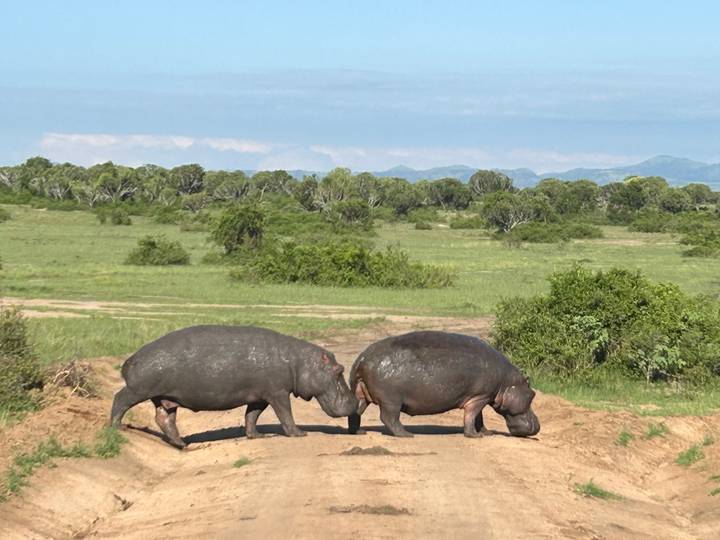 Deux hippopotames marchant sur une zone sablonneuse dans la savane.