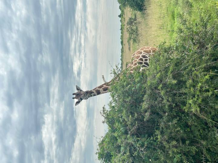 Girafe regardant par-dessus les buissons dans un paysage de savane.