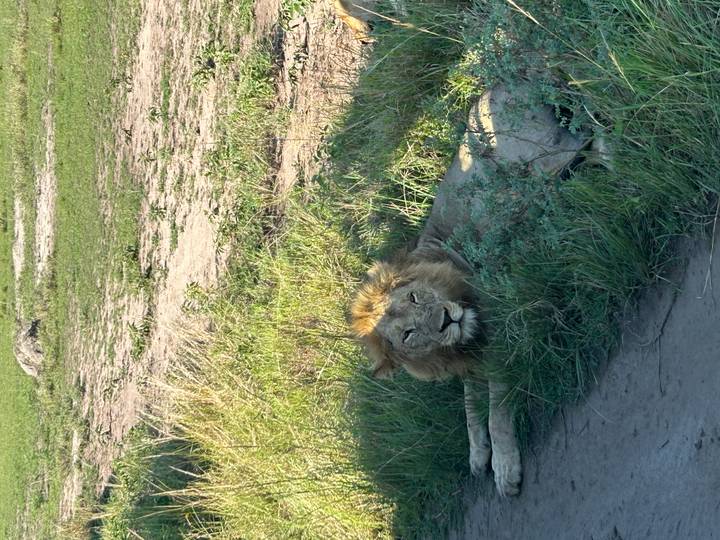Lion solitaire allongé sur la savane herbeuse.