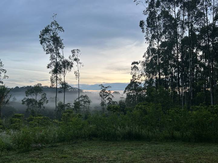 Brume s'élevant à travers les arbres dans une forêt au crépuscule.