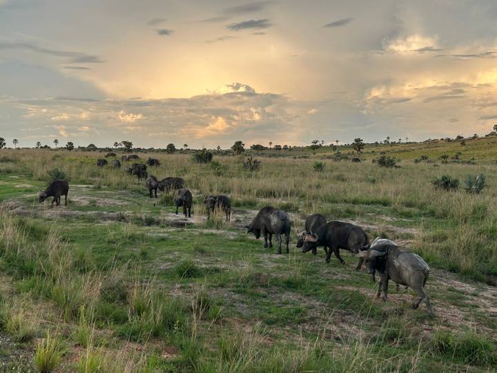 Troupeau de buffles paissant dans la prairie.