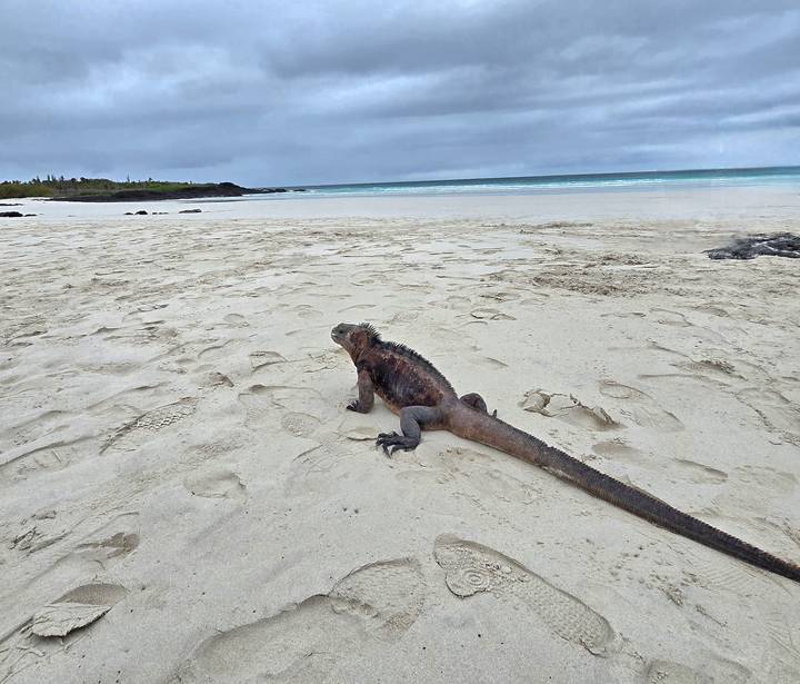 Iguana marina descansando en una playa arenosa con el océano de fondo.