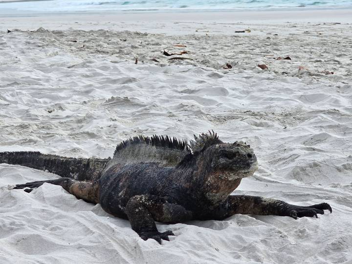 Iguana marina descansando en playa de arena blanca.
