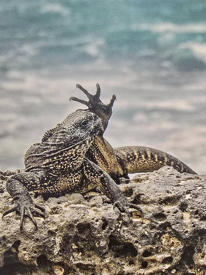 Iguana marina levantando su pata mientras descansa.