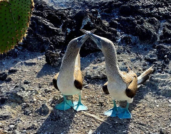Pareja de piqueros de patas azules se enfrentan en las rocas.
