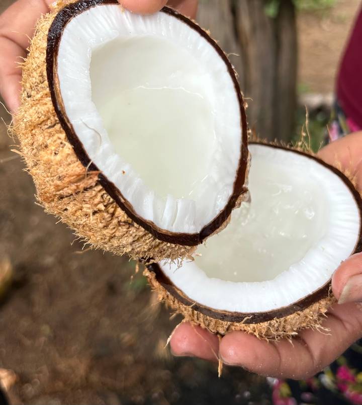 Gros plan d'une noix de coco fraîchement ouverte.