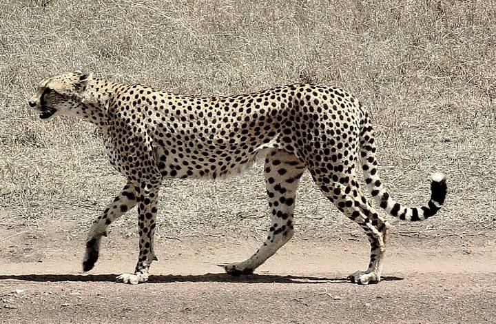 Guépard marchant sur un chemin de terre dans un paysage de savane.