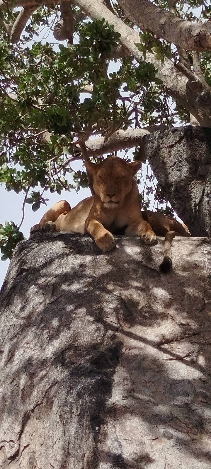 Lionne se reposant sur une branche d'arbre dans une lumière ombragée.