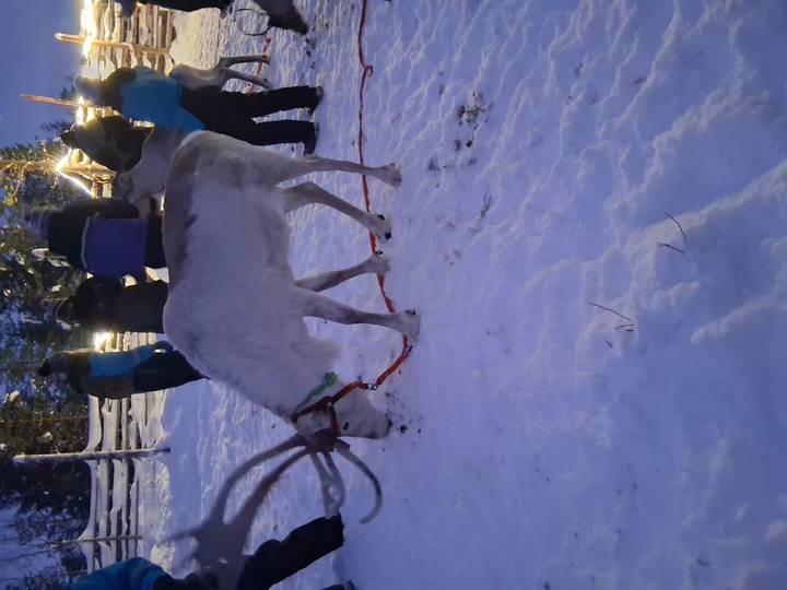 Un renne sur la neige avec des personnes en tenue d'hiver d'extérieur.