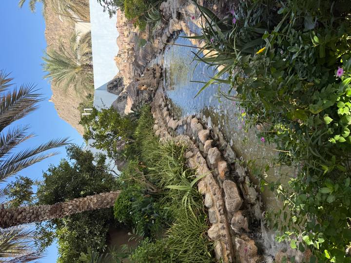 Jardín exuberante con un pequeño arroyo rodeado de palmeras.