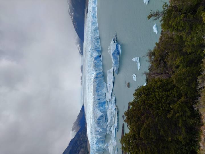 Glaciers couverts de neige avec des icebergs flottants et un premier plan boisé.