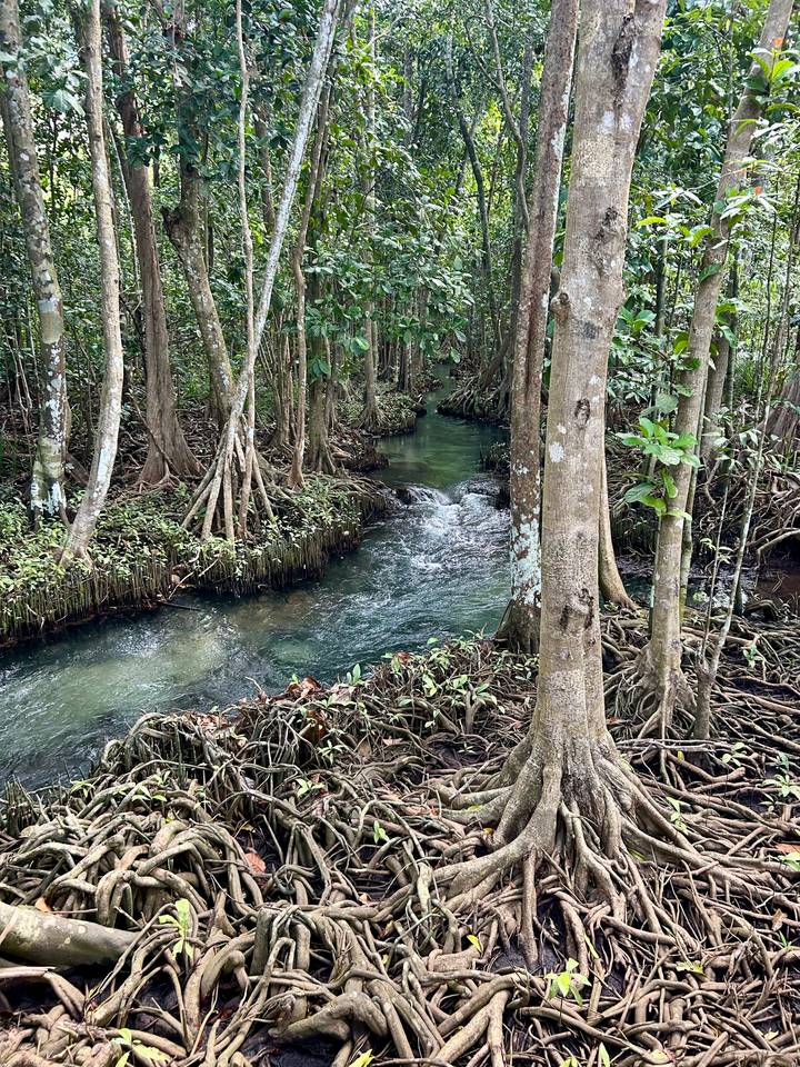 Zone forestière avec un ruisseau qui coule.