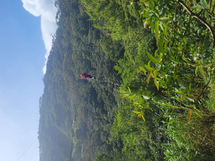 A person ziplining through a lush forest.