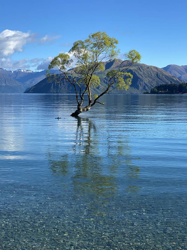 Arbre solitaire dans un lac reflétant le paysage et le ciel.