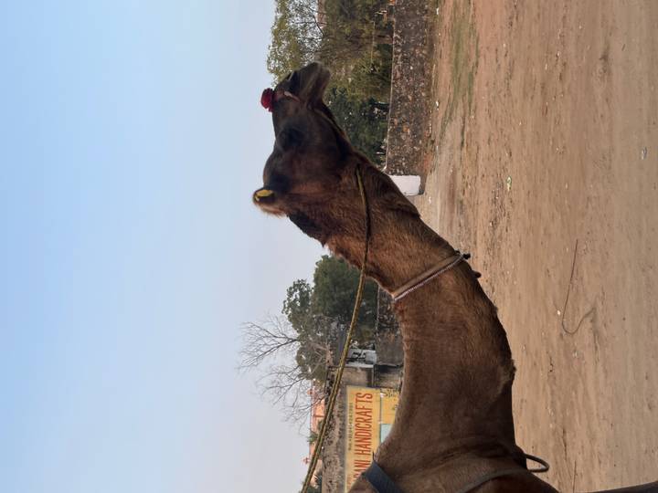 Un camello con una cubierta decorativa con correa.
