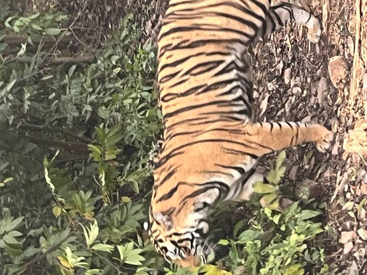 Otro tigre caminando en una zona boscosa.