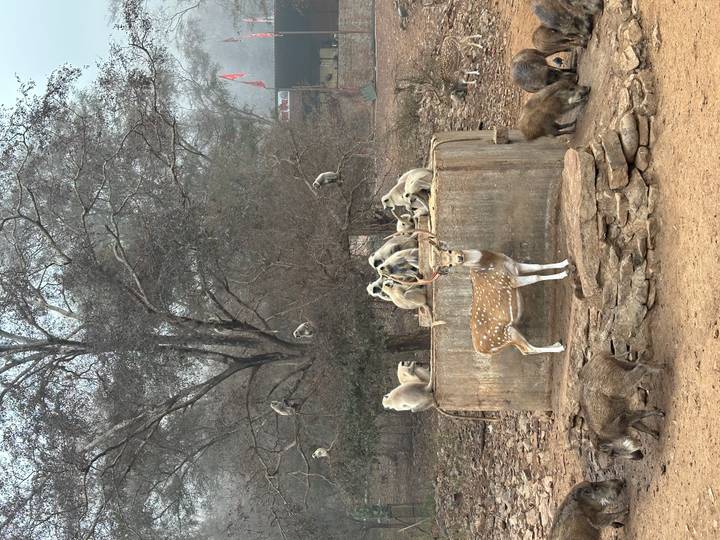 Wildtiere mit Affen und einem Hirsch in einem natürlichen Lebensraum.