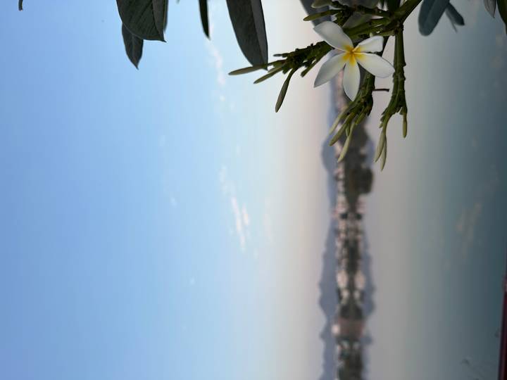 Seeblick mit blühender Blume im Vordergrund.