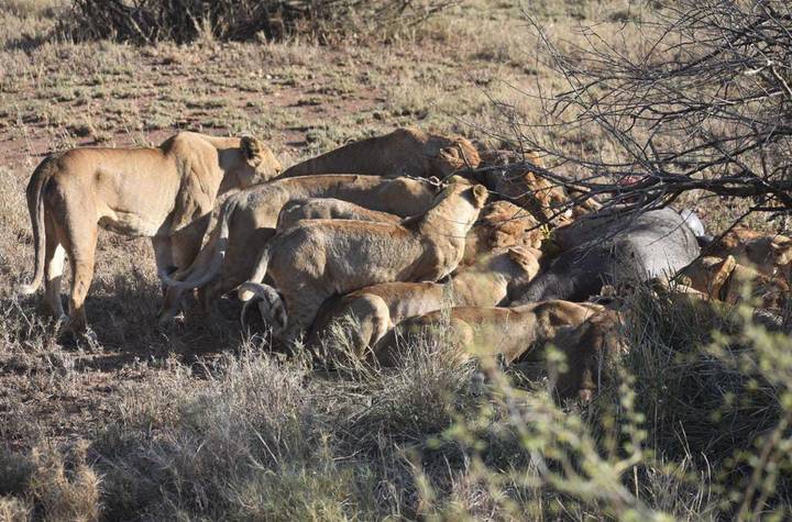 Leones alimentándose de una carroña en una zona de hierba.