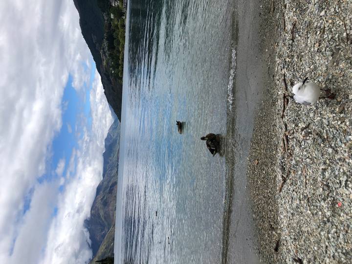 Escena de lago con patos y montañas distantes.