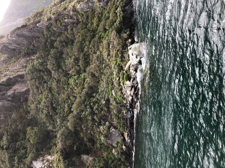 Primer plano de la orilla rocosa con follaje verde.