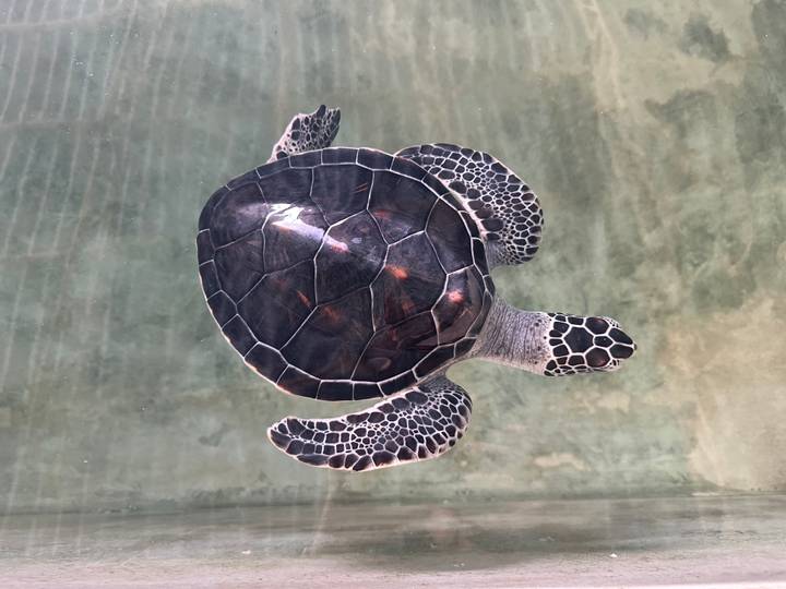 Une tortue nageant dans une eau claire, vue du dessus.