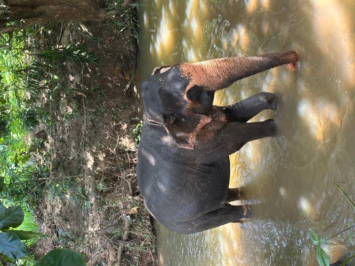Un éléphant marchant dans l'eau dans un environnement forestier luxuriant.
