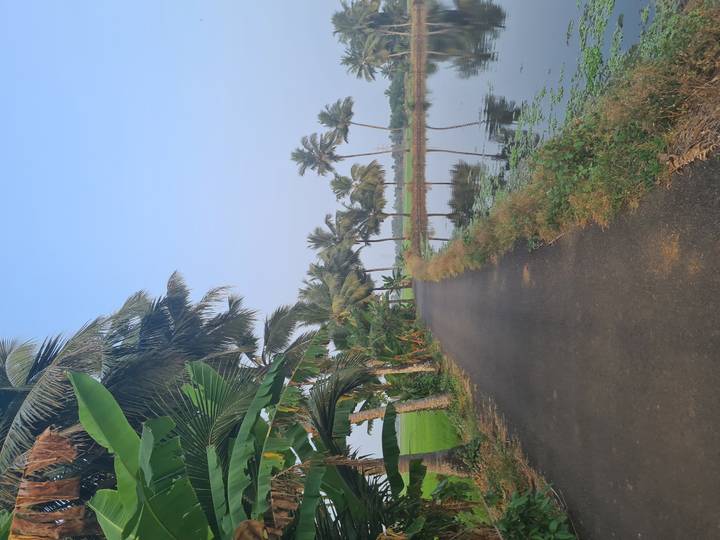 Palmiers le long d'un sentier pavé au bord de l'eau.