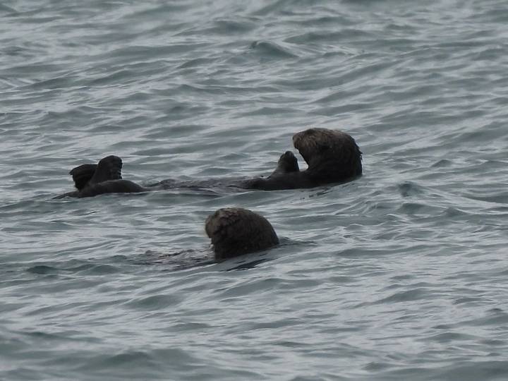 Nutrias marinas nadando en el océano.