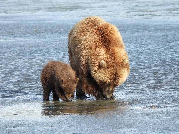 Osa madre y cachorro bebiendo de un río.