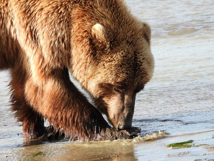 Primer plano de un oso buscando comida en un río.