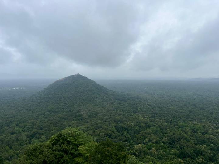 Lush rainforest landscape with a distant mountain under cloudy skies.