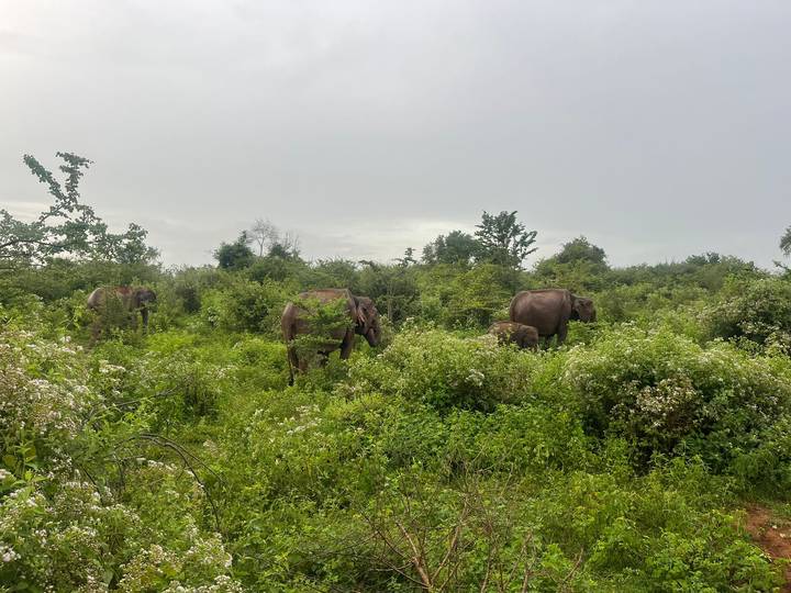Elephants grazing in lush vegetation under cloudy skies.