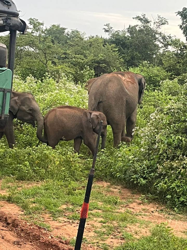 Elephants and a juvenile walking through thick vegetation.
