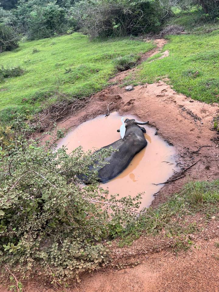 A water buffalo lying in a small muddy pool.