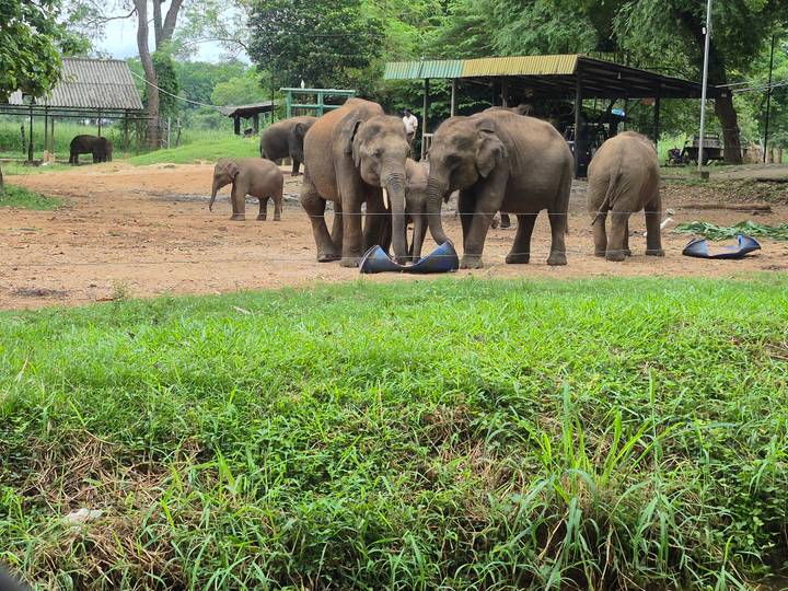 Elephants in a fenced area with greenery around.