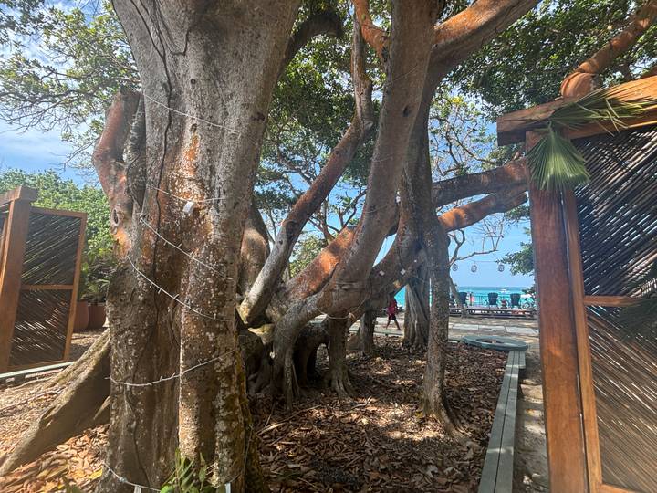 Grand arbre aux racines épaisses avec vue sur la mer en arrière-plan.