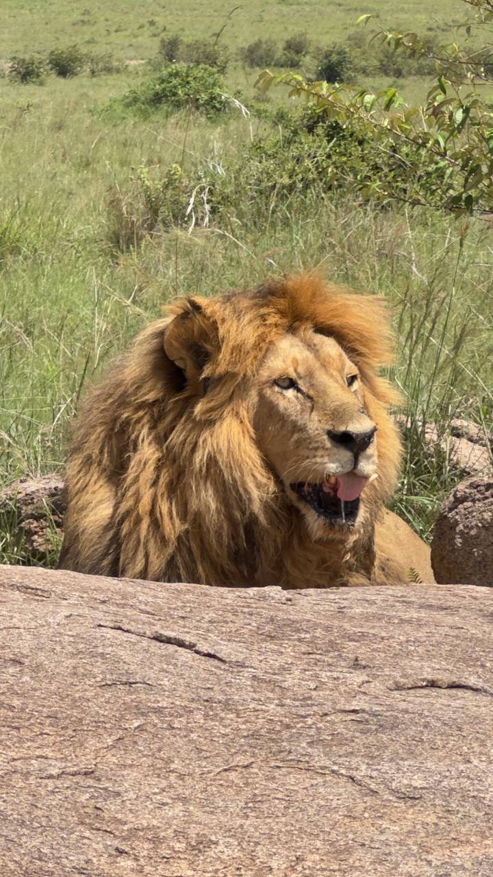 Primer plano de un león descansando en la hierba