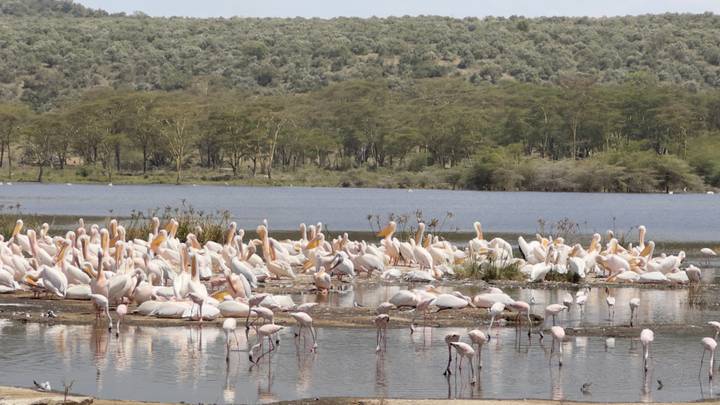 Un gran grupo de flamencos junto a un lago