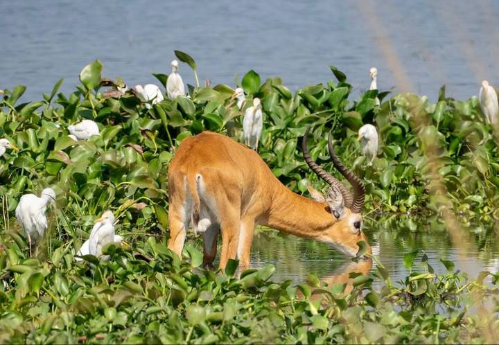 Antílope bebiendo de una fuente de agua rodeada de vegetación.