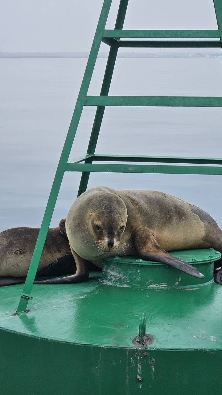 León marino descansando en una plataforma flotante.