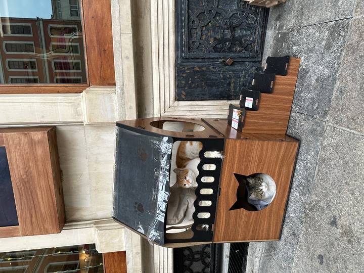 Deux chats dans un abri en bois dans la rue.