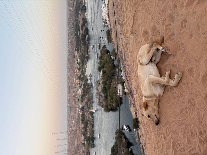 Dog lying on sand overlooking a river at sunset.