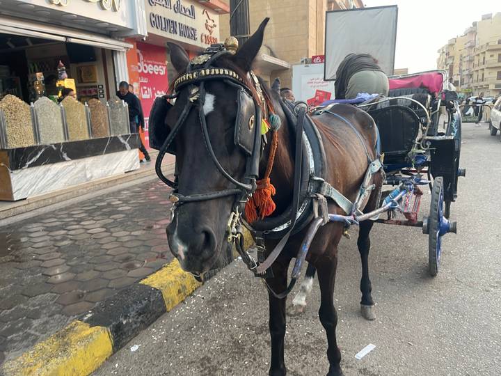 Un carruaje tirado por caballos en una calle de la ciudad.
