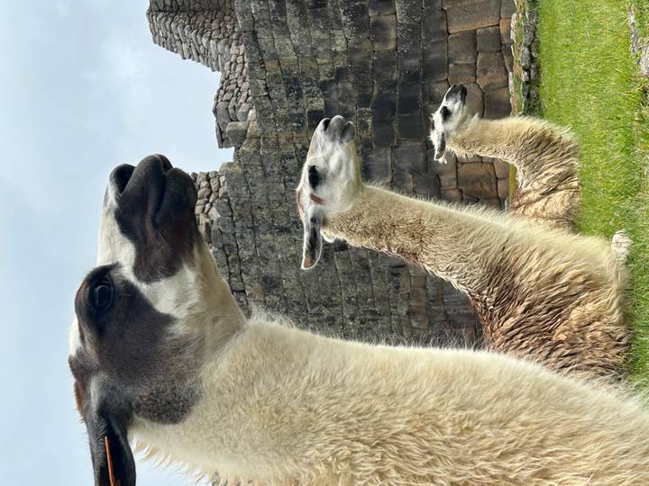 Llamas sitting on grass with ancient stone structures in the background.