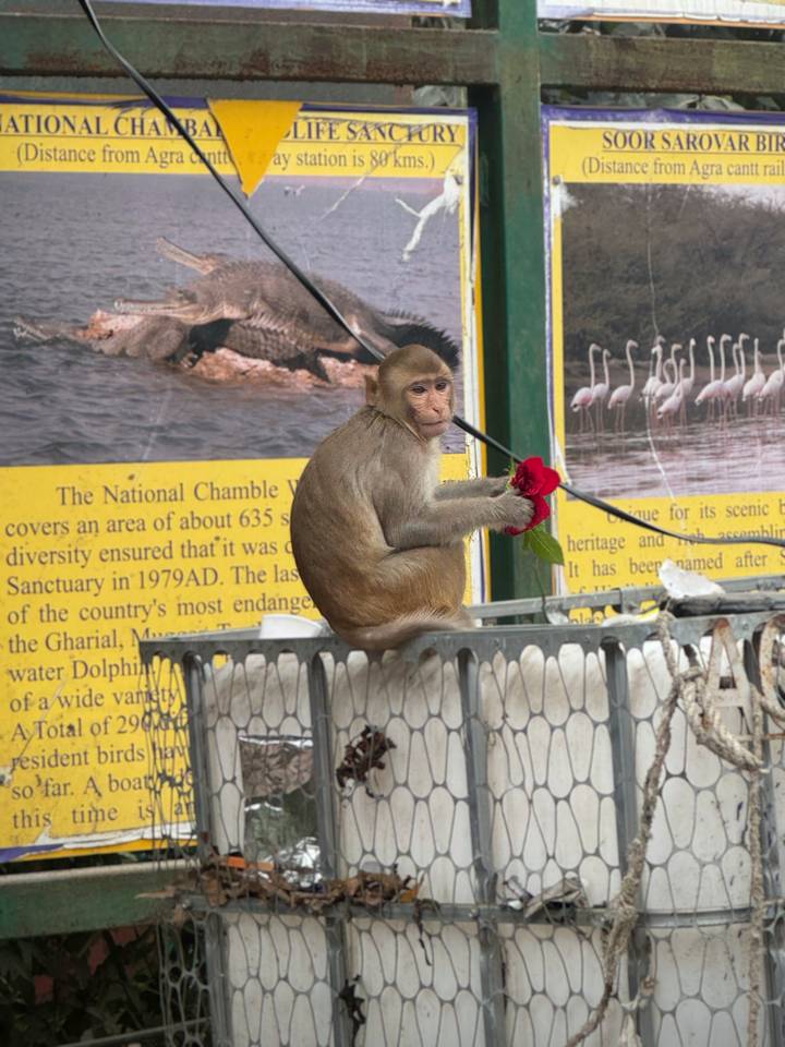 Singe assis sur une clôture avec un objet rouge.